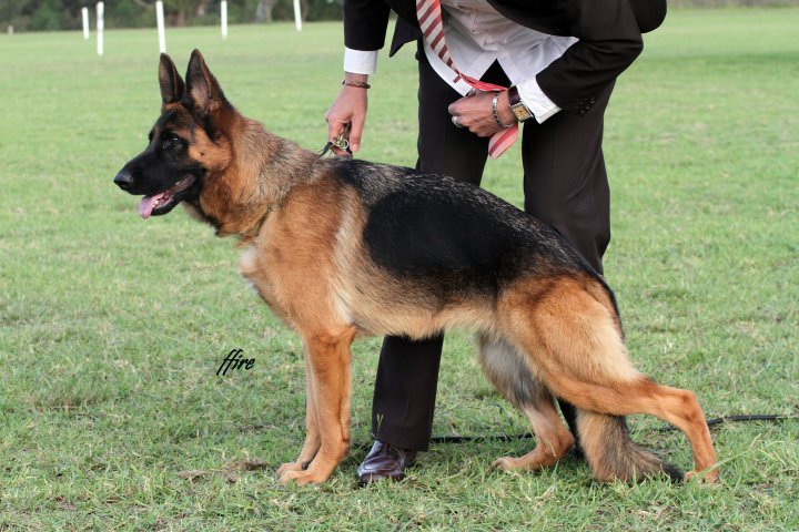 Sundaneka QUEEN OF HEARTS